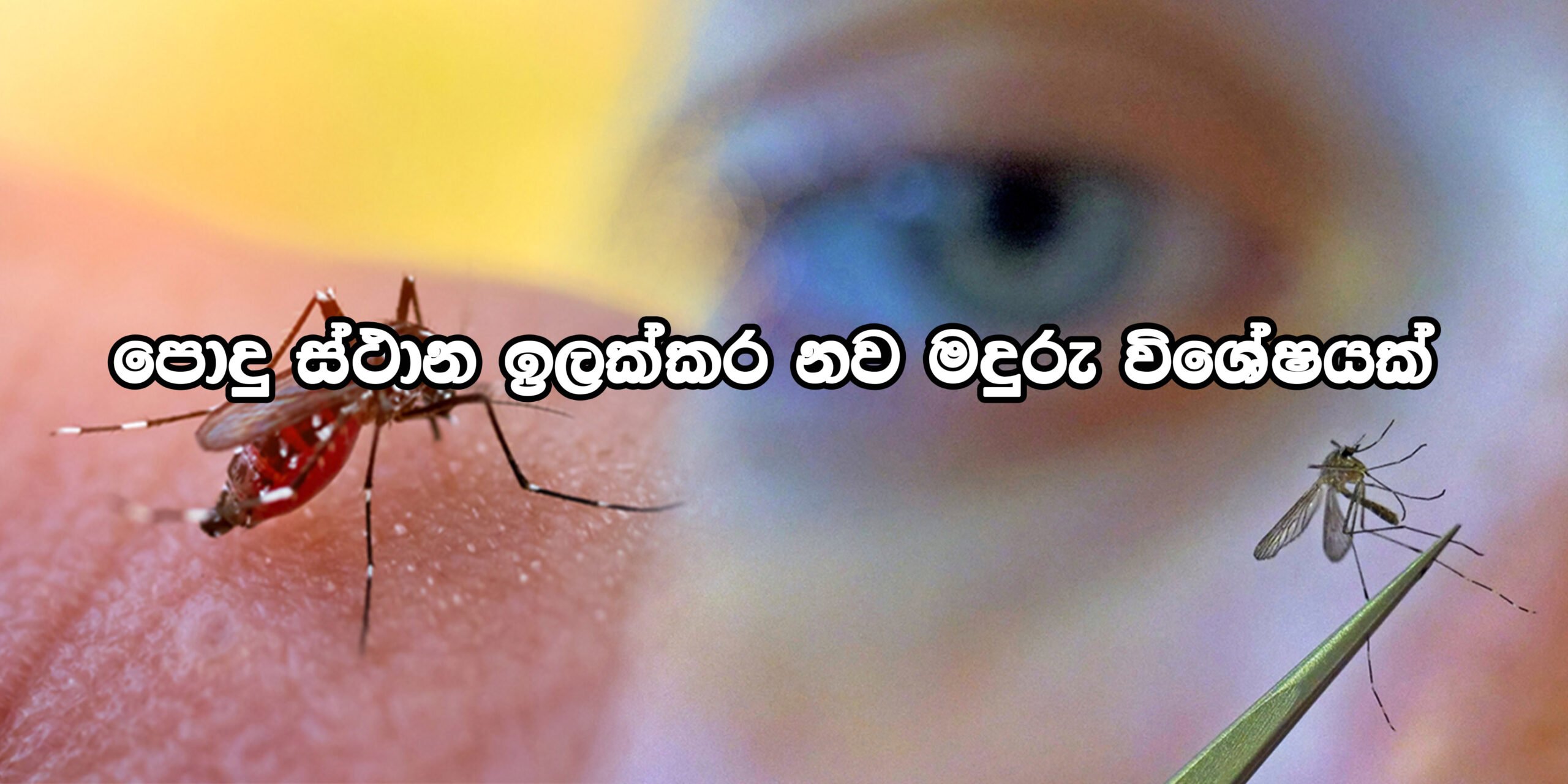 පොදු ස්ථාන ඉලක්ක කරගනිමින් නව මදුරු විශේෂයක් – වොල්බැකීයා බැක්ටීරියාව අන්තර්ගත මදුරුවන් පරිසරයට මුදා හැරීම ආරම්භ කරයි.