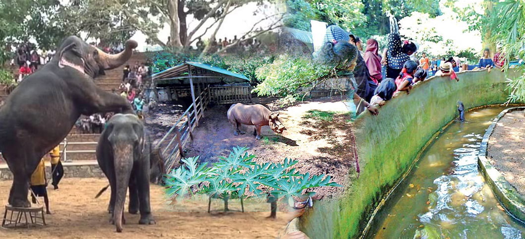 සත්වෝද්යාන පළමුවෙනිදා සිට මහජනතාවට විවෘත කරයි.