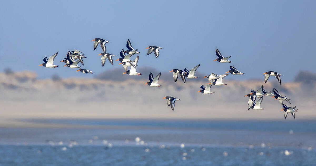 ලෝක සංක්රමණික පක්ෂී දිනය ( World Migratory Bird Day) අදයි..