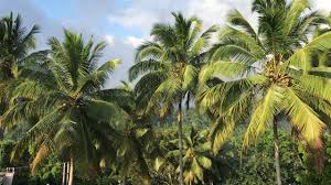 පොල්වතු හිමියන්ට සහනාධාරයක්