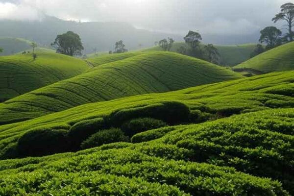 අද දින සිට නුවරඑළියට මල්තුහීන