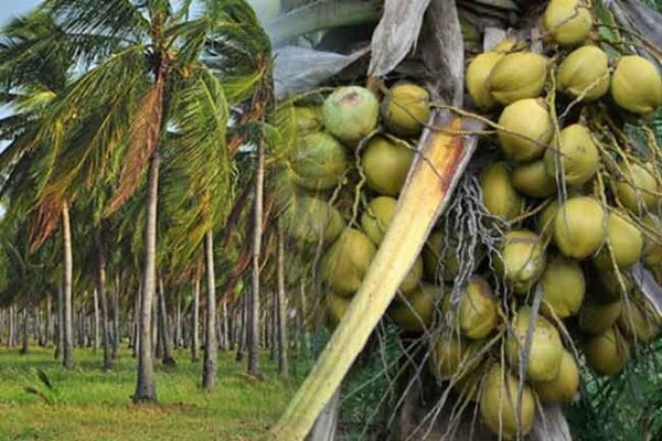 පොල් පැල මිලියන 2.5ක් වගා කිරීමේ සැලසුමක්