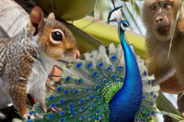 සත්ත්ව සංගණනයේ වාර්තාව හෙට – සතුන් කළමනාකරණයටත් වැඩපිළිවෙලක්